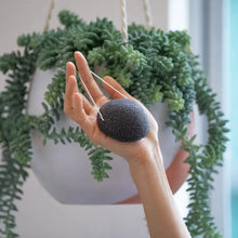 Plantish - Konjac Facial Sponge NEW!