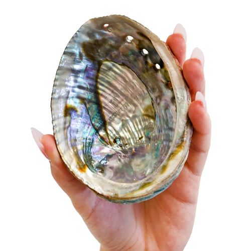 Faiza Naturals - Abalone Shell Smudge Bowls
