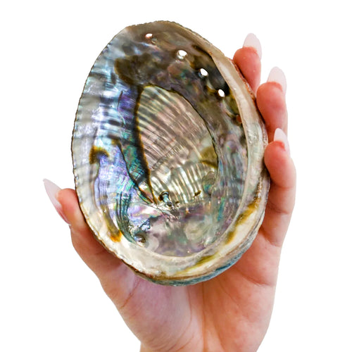 Faiza Naturals - Abalone Shell Smudge Bowls NEW!