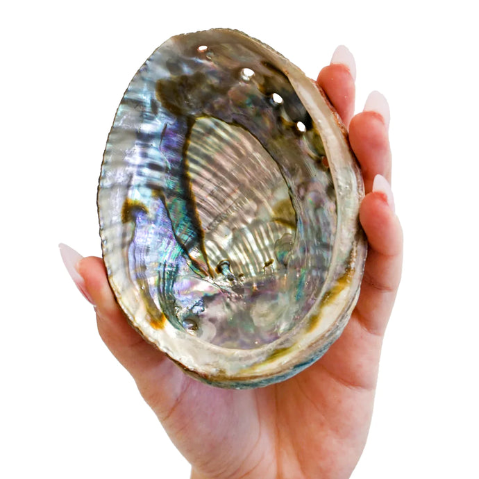 Faiza Naturals - Abalone Shell Smudge Bowls