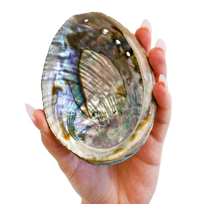 Faiza Naturals - Abalone Shell Smudge Bowls NEW!