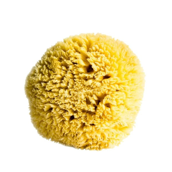 Sea Sponge